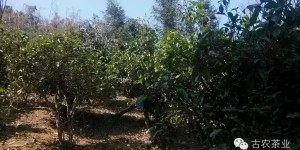 2016第一波古茶山全面調(diào)研第二站——勐海之南糯山