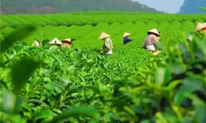 2021年貴州石阡苔茶春茶價格是多少？